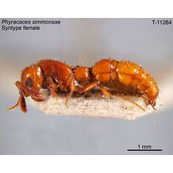 Ant specimen, female, lateral view.