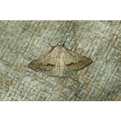 <em>Taxeotis</em> sp., moth. Murray Explored Bioscan.