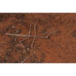 Dorsal view of stick insect on redish soil.