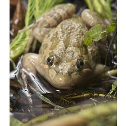 Grey-green frog partly in water.