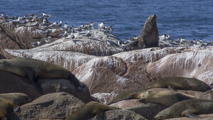 Seal on rocks, surrounded by terns.
