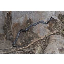 Black snake on base of large tree.