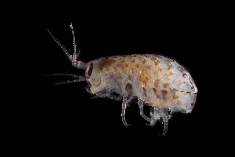 Side view of cream amphipod with brown spots.