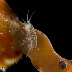 Translucent amphipod with brown spots on brown algae.