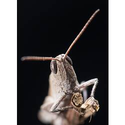 Gumleaf Grasshopper.
