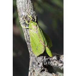 Green moth on twig.