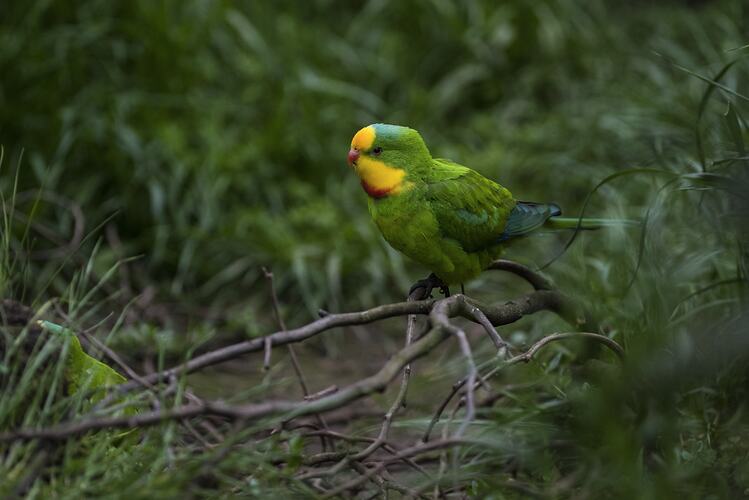 Green parrot with yellow and red head and neck.