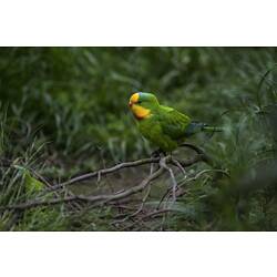 Green parrot with yellow and red head and neck.