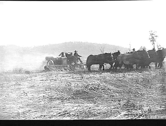 [EDITED FROM ACCOMPANYING LETTER]: `GRAYFIELD', KELVIN, GUNNEDAH. MR. PERRETT. [LETTER DESCRIBES HOW A DAMAGED & FLATTENED CROP WAS HARVESTED WITH A `SUNLIGHT' HEADER, WHEN PREVIOUSLY SUCH A CROP WAS BURNT BECAUSE IT WAS `NOT POSSIBLE TO HARVEST'. 15 PHOT