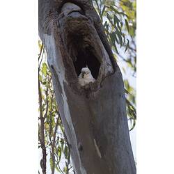 Sulphur-crested Cockatoo.