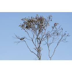 Masked woodswallows.