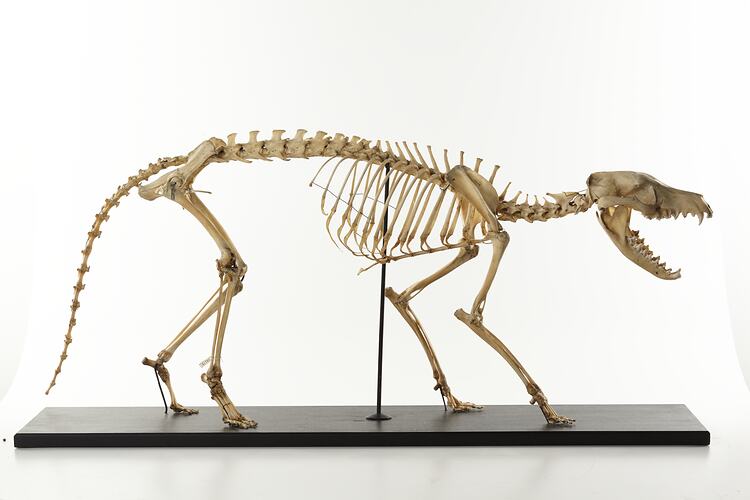 Side view of articulated thylacine skeleton.