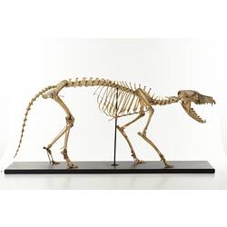 Side view of articulated thylacine skeleton.