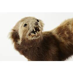 Close up of face of taxidermied polecat specimen.