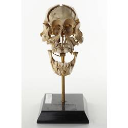 Front view of articulated gorilla skull.
