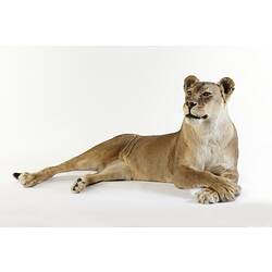 Taxidermied lioness mounted lying down viewed from front.