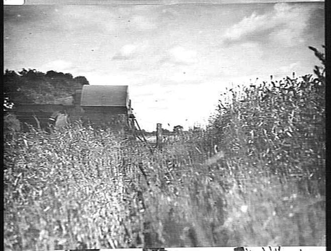 PHOTO TAKEN THOMPSON BROS' FARM, KERANG: HEADER IN MILLET: MARCH 1924