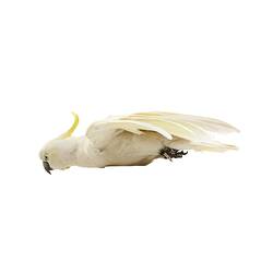 Side view of cockatoo specimen mounted as though in flight.