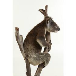 Side view of taxidermied koala mounted holding branch.