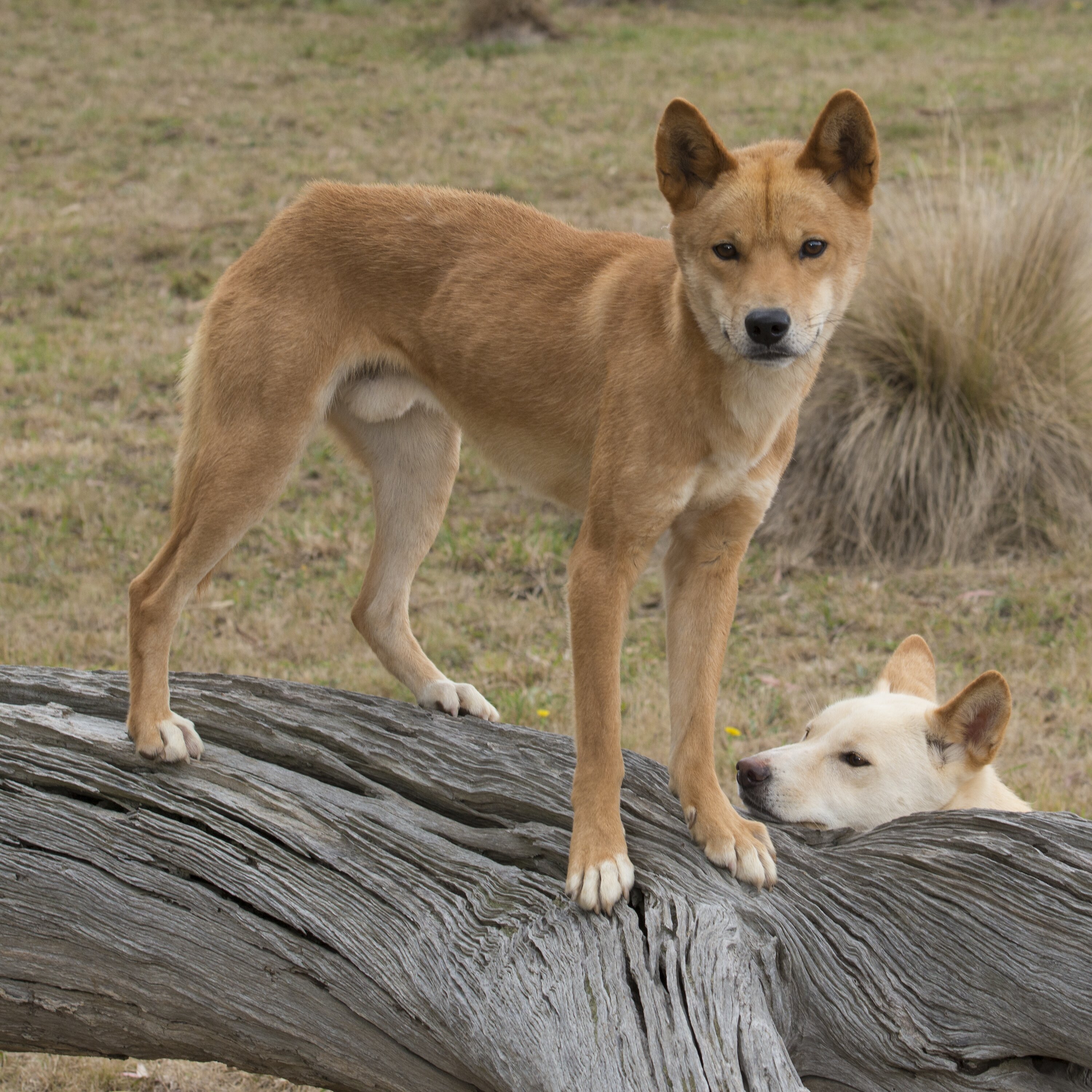 Australian dingo (Canis lupus dingo) - JungleDragon