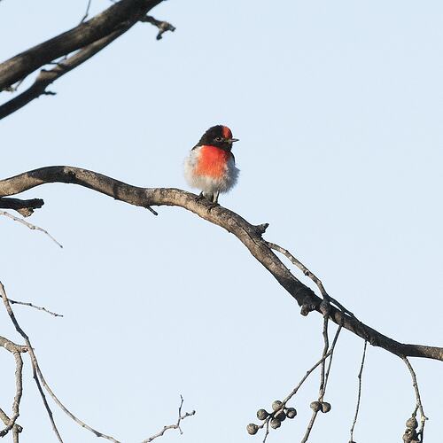 Red-capped Robin.