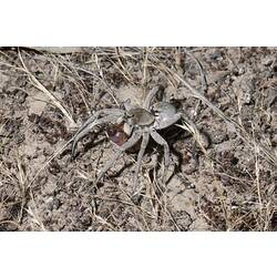 Wolf Spider.