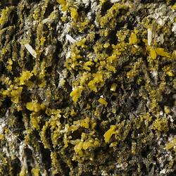 Pyromorphite. [M 53451]