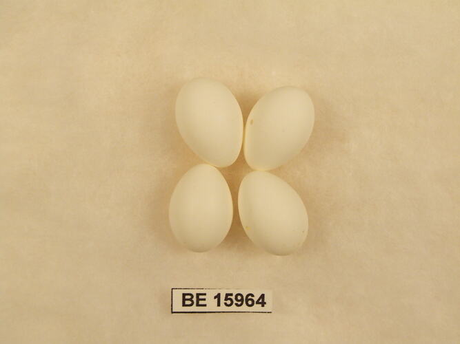 Four bird eggs with specimen label.