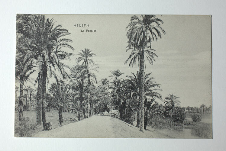 Elevated road through date palms.