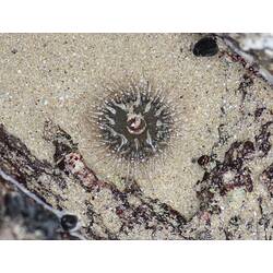 Grey sea anemone on sand, tentacles outstretched.