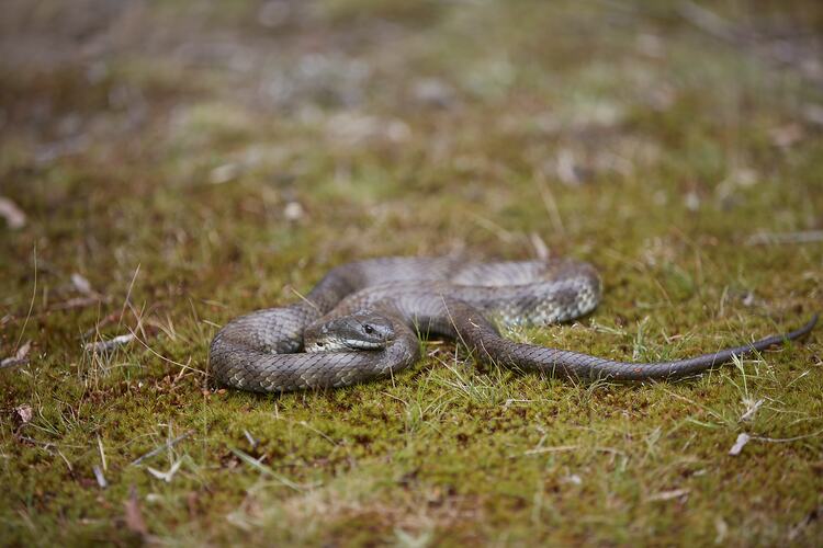 Tiger Snake coiled on mossy ground.