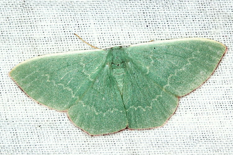 <em>Maxates</em> sp., moth. Otways National Park, Victoria.