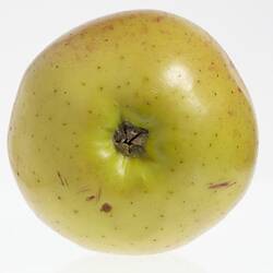 Wax model of an apple painted yellow. Has brown stem. Base view.