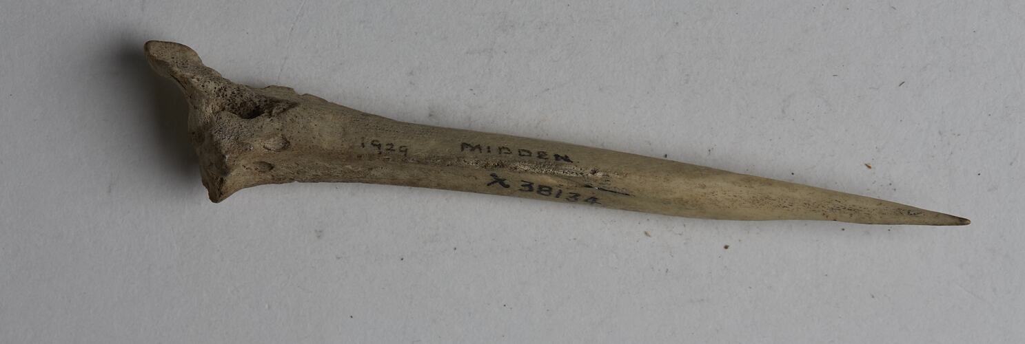 Bone needle collected from a kitchen midden on Navarino Island, Chile between May and June 1929.