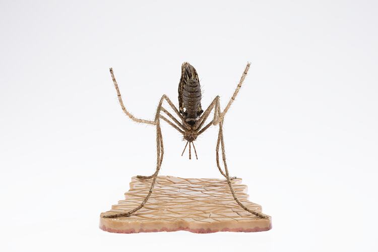 Model of a mosquito on a base. Back view.