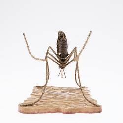 Model of a mosquito on a base. Back view.