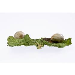 Model of snails on lettuce.