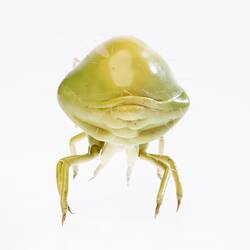 Model - Lucerne Flea, Magnified X50, 1956