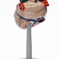 Human Heart Model