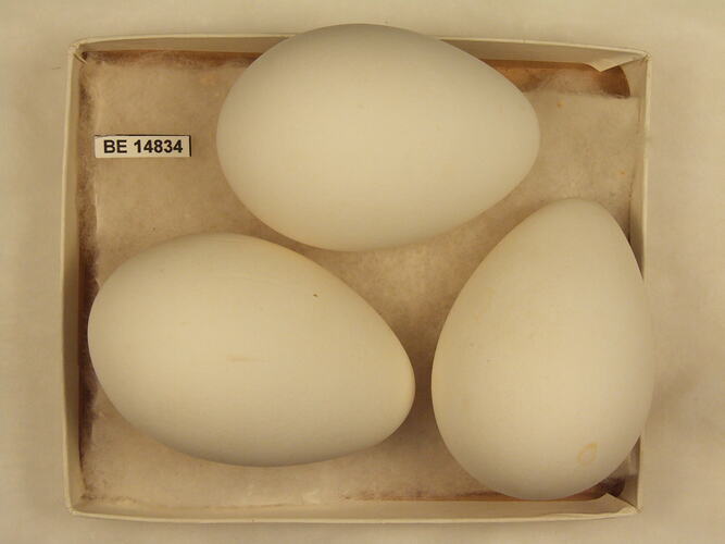 Three bird eggs with specimen label in box.