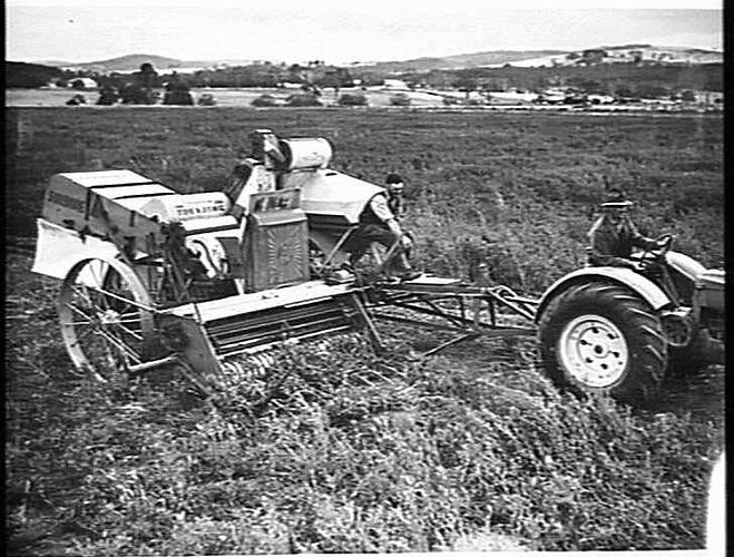 MESSRS. GANNON BROS., MURROON VIC., HARVESTING 5 BAGS OF `GREENFEAST' PEAS TO THE ACRE WITH THE SUNSHINE NO. 2 P.T.O. HEADER EQUIPPED WITH A NO. 4 PICKUP, CUTTERBAR AND 30-BUSHEL GRAIN BOX. CROP WAS BADLY INFESTED WITH FAT HEN, POTATOES AND WEEDS IN GENER