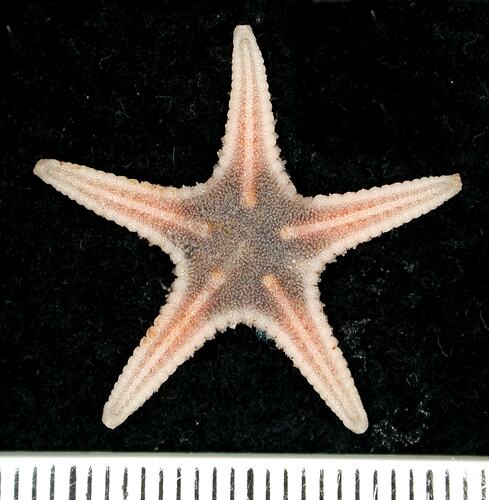 Back view of light pink seastar on black background with ruler.