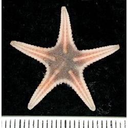 Back view of light pink seastar on black background with ruler.