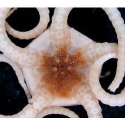 Front view of white brittle star with close-up of orange-brown oral disc on black background.