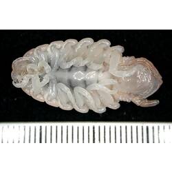 Front view of white-pink isopod on black background with ruler.