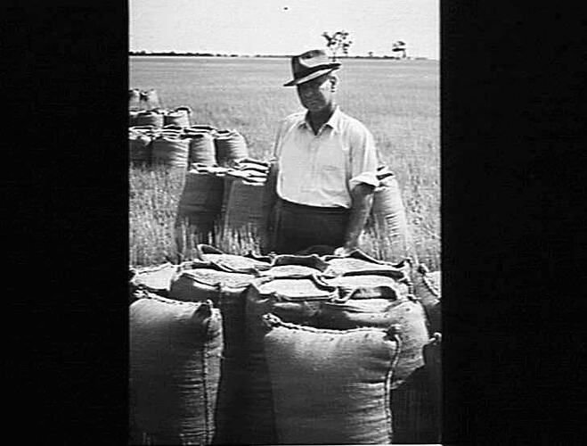 MR WILF DAHLENBURG, DAHLEN, VIA HORSHAM WINNER OF THE 1948 VICTORIAN WHEAT CROP COMPETITION. MR DAHLENBURG'S SUNSHINE NO 4 HEADER, COUPLED TO A SUNSHINE MASSEY HARRIS TRACTOR, HARVESTED 279 BUSHELS PER HOUR FROM A MAGNIFICENT CROP OF `PINNACLE' WHEAT. IT
