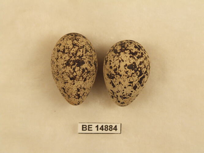 Two bird eggs with specimen label.