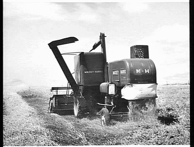 MASSEY HARRIS `780' SELF PROPELLED HEADER HARVESTING A DOWN CROP OF BARLEY YIELDING 66 BUSHELS TO THE ACRE ON THE FARM OF MR. STAN DRAYTON, WAURN PONDS, VIC.: DEC 1953