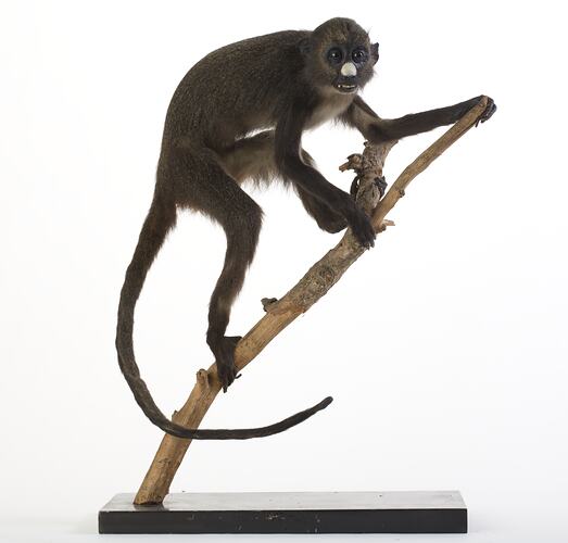 Side view of White-nosed Guenon specimen mounted on branch.