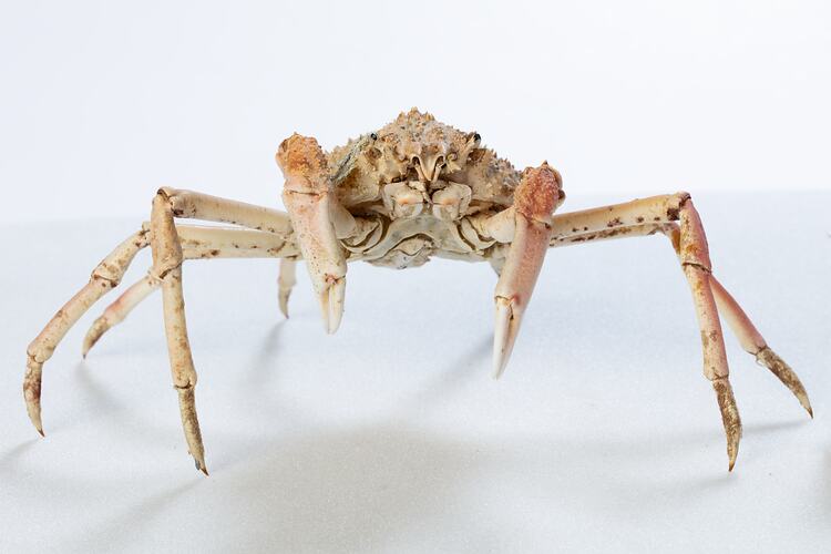 <em>Leptomithrax gaimardii</em>, Giant Spider Crab. [J 46721.5]